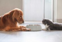 Dog and cat lying by a food bowl