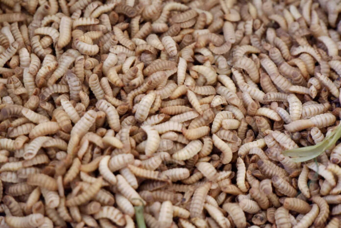 shutterstock_1662775066.jpg featured image Heap of beige larvae close together