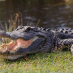 Alligator