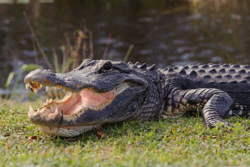 shutterstock_147144062.jpg Alligator