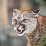 Close-up of a cougar showing its teeth