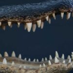 Massive Alligator Attacks Hiker — Shocking Details Alligator jaws and teeth