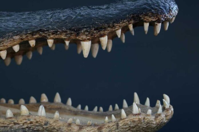 Alligator jaws and teeth
