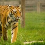 A tiger walking through grassy terrain