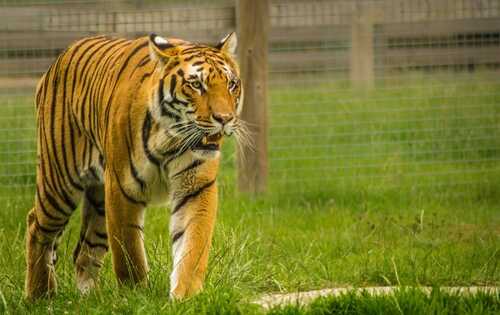 A tiger walking through grassy terrain