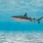 1,700-Pound Monster Shark Strikes Near Coast A shark swimming gracefully in clear blue water