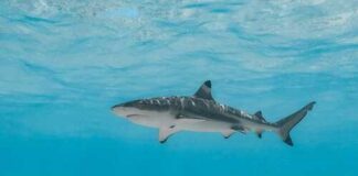 A shark swimming gracefully in clear blue water