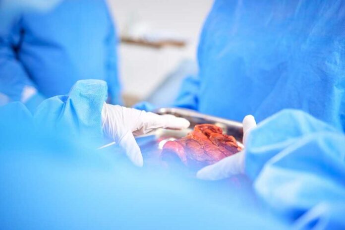 Surgeons in blue scrubs handling an organ during surgery