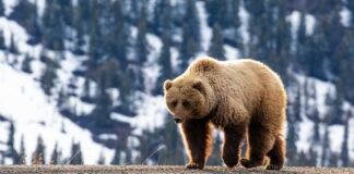 A grizzly bear walking on a dirt path with a snowy mountain backdrop