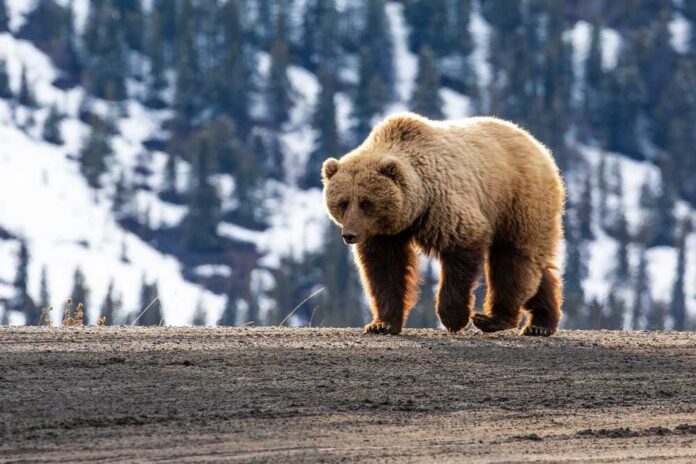 A grizzly bear walking on a dirt path with a snowy mountain backdrop