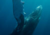 Whale Rescue Halted After Sad Reality A humpback whale swimming underwater with sunlight filtering through the water