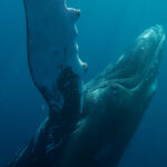 A humpback whale swimming underwater with sunlight filtering through the water