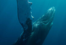 A humpback whale swimming underwater with sunlight filtering through the water