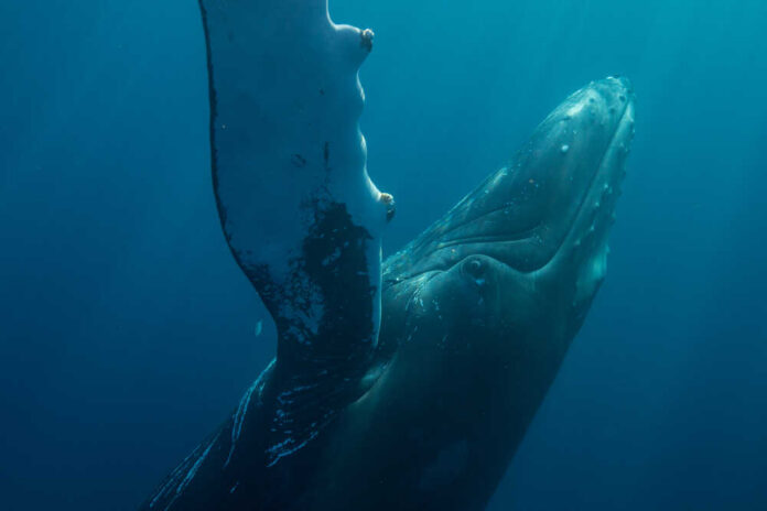 A humpback whale swimming underwater with sunlight filtering through the water