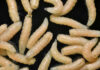 VIDEO: Flesh-Eating Parasite Triggers FDA Action Cream colored maggots on a black background