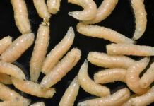 VIDEO: Flesh-Eating Parasite Triggers FDA Action Cream colored maggots on a black background