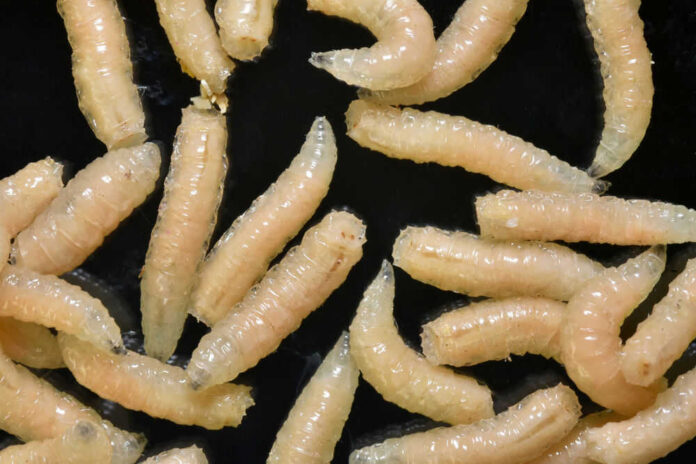 shutterstock_1643968018 Cream colored maggots on a black background