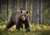 VIDEO: Bear Attack Turns Into Rescue Operation A brown bear walking through a forested area