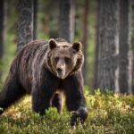 VIDEO: Bear Attack Turns Into Rescue Operation A brown bear walking through a forested area