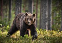 VIDEO: Bear Attack Turns Into Rescue Operation A brown bear walking through a forested area