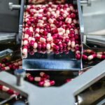 Capsules being processed on a conveyor in a pharmaceutical facility