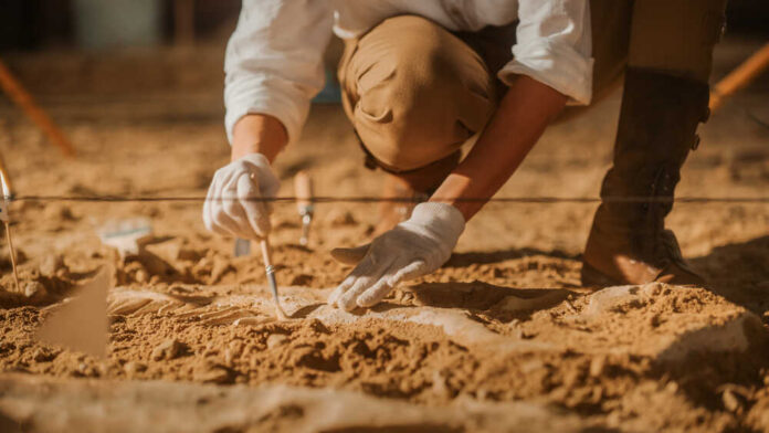 Archaeologist carefully excavating fossils in sandy soil