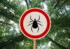 Brown tick crawling on human skin surface