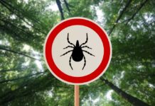 Brown tick crawling on human skin surface