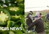 Chipotle Outbreak Sparks Sepsis Lawsuit Jalapeños sold at Chipotle, Qdoba linked to salmonella surge as cyclospora outbreak continues
