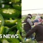 Jalapeños sold at Chipotle, Qdoba linked to salmonella surge as cyclospora outbreak continues