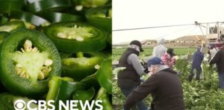 Jalapeños sold at Chipotle, Qdoba linked to salmonella surge as cyclospora outbreak continues