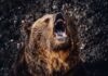 Runner Vs. Bear — Unlikely Winner A grizzly bear roaring with its mouth open
