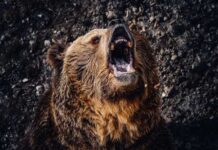 Runner Vs. Bear — Unlikely Winner A grizzly bear roaring with its mouth open