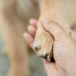 Metal Shards in Beloved Dog Food? Hand holding a dogs paw lovingly and gently.