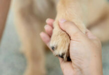 Metal Shards in Beloved Dog Food? Hand holding a dogs paw lovingly and gently.