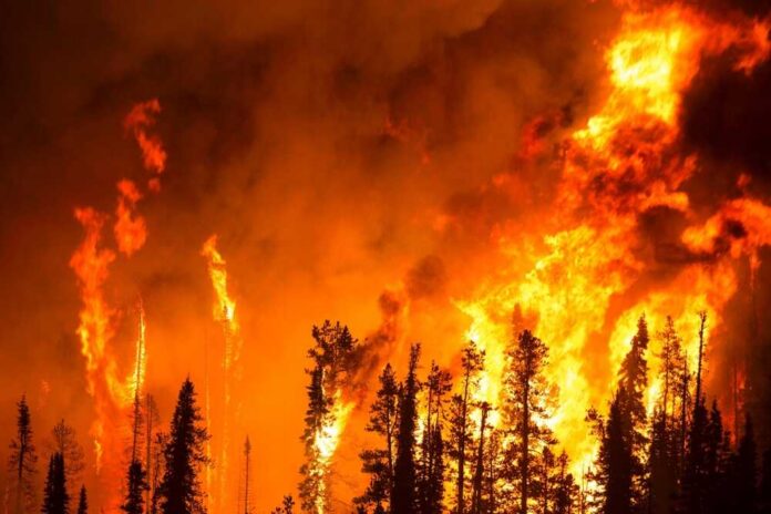 Forest wildfire engulfs tall trees at night