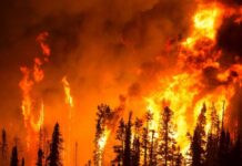 Forest wildfire engulfs tall trees at night