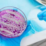 Mystery Parasite Explodes In Horrible Illness Scientist using a sterile tool to manipulate bacterial culture in a petri dish