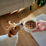 Pet Food Recall Sparks Salmonella Scare Jack Russell terrier sniffing a bowl of dry dog food