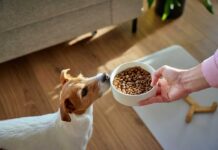 Pet Food Recall Sparks Salmonella Scare Jack Russell terrier sniffing a bowl of dry dog food