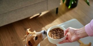 Jack Russell terrier sniffing a bowl of dry dog food